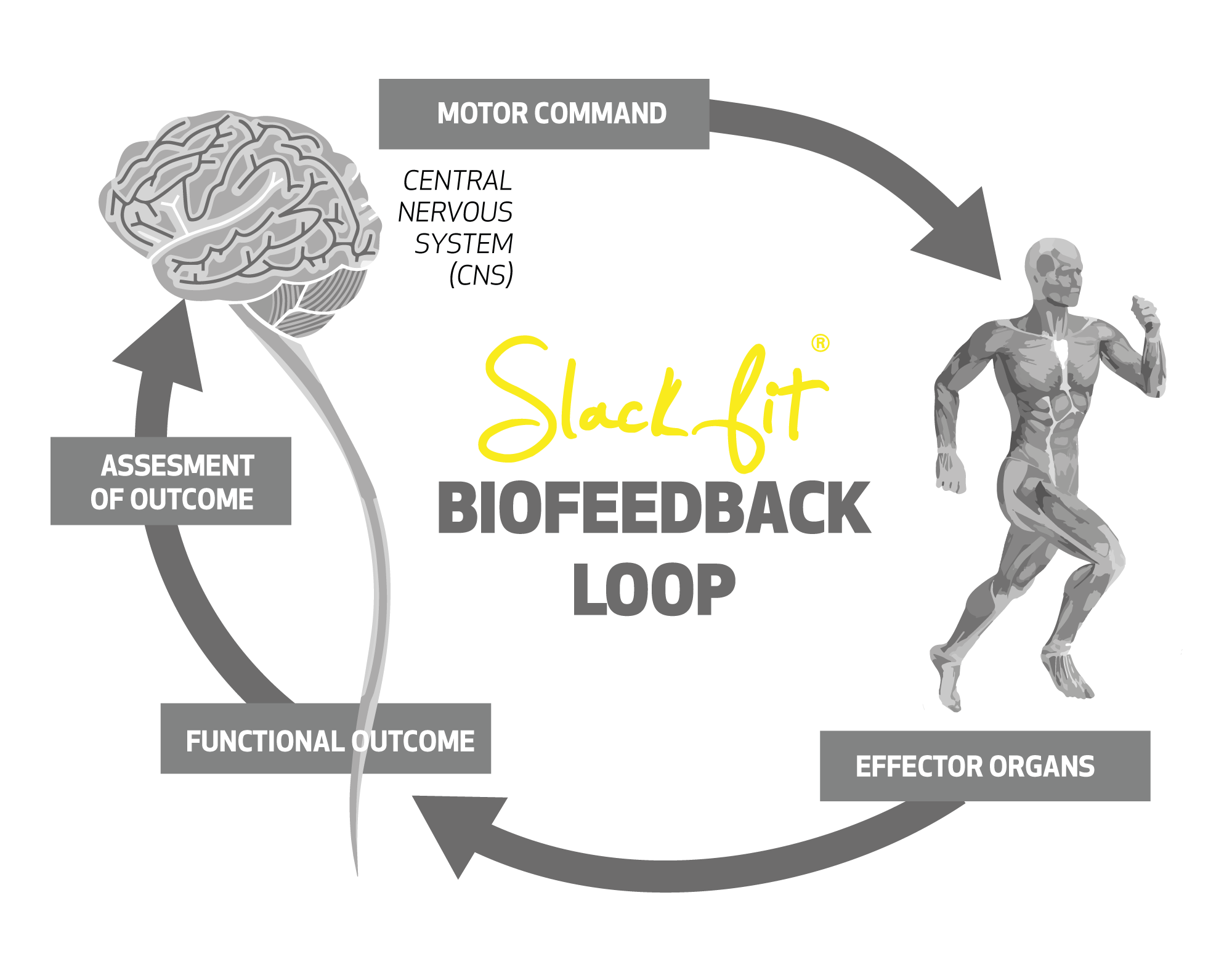 Bio-feedback-Loop---eng